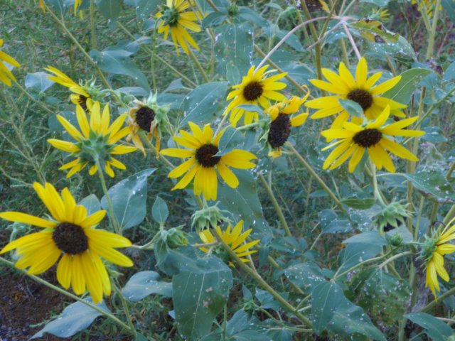 photo43.jpg