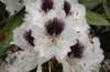 rhodondendron_small.jpg