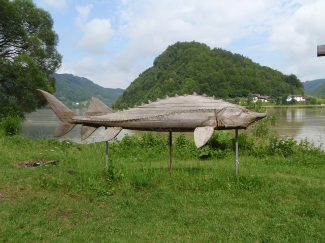 eenhoutsnedevaneenvisdiehierleeft.jpg