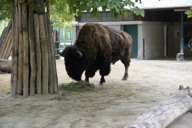 bison.jpg