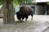 bison_small.jpg