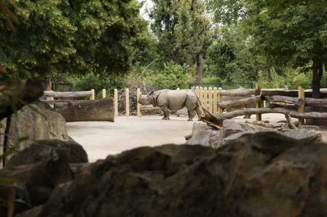 gepanserdeneushoorn.jpg