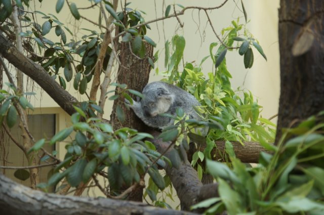 koala2.jpg