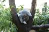 koala_small.jpg