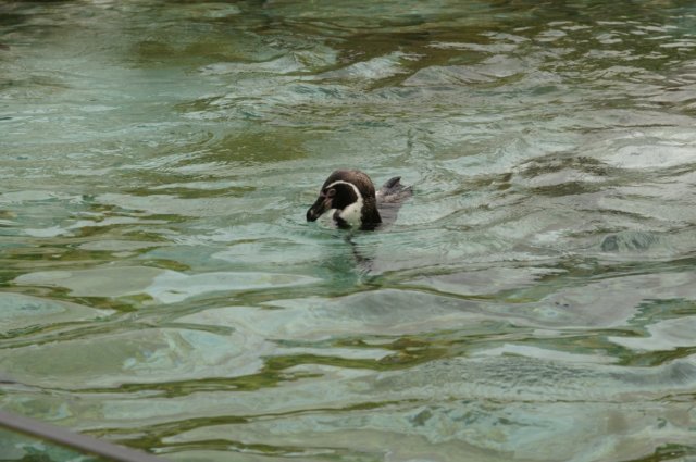 penguin.jpg