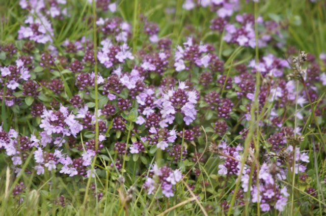 bloemetjes.jpg
