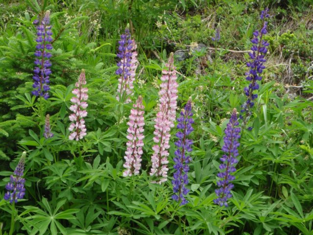 lupine.jpg
