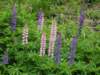 lupine_small.jpg