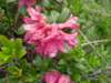 rhododendron_small.jpg