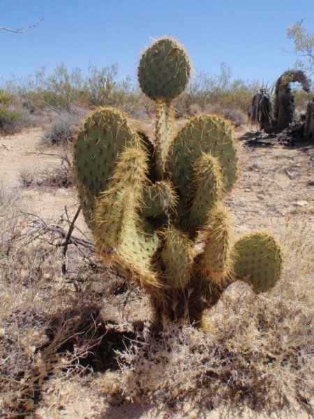 cactus.jpg