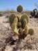 cactus_small.jpg