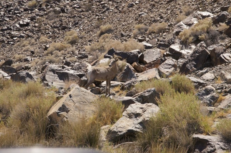 eenbighornsheep2.jpg