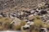 eenbighornsheep2_small.jpg