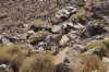 eenbighornsheep3_small.jpg