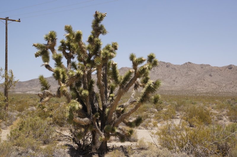 eenoudejoshuatree.jpg