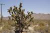 eenoudejoshuatree_small.jpg