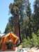 deingangvansequoiaenkingscanyonnationalpark_small.jpg