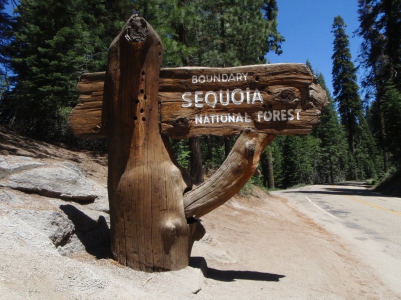 iseendeelvansequouianationalforest.jpg