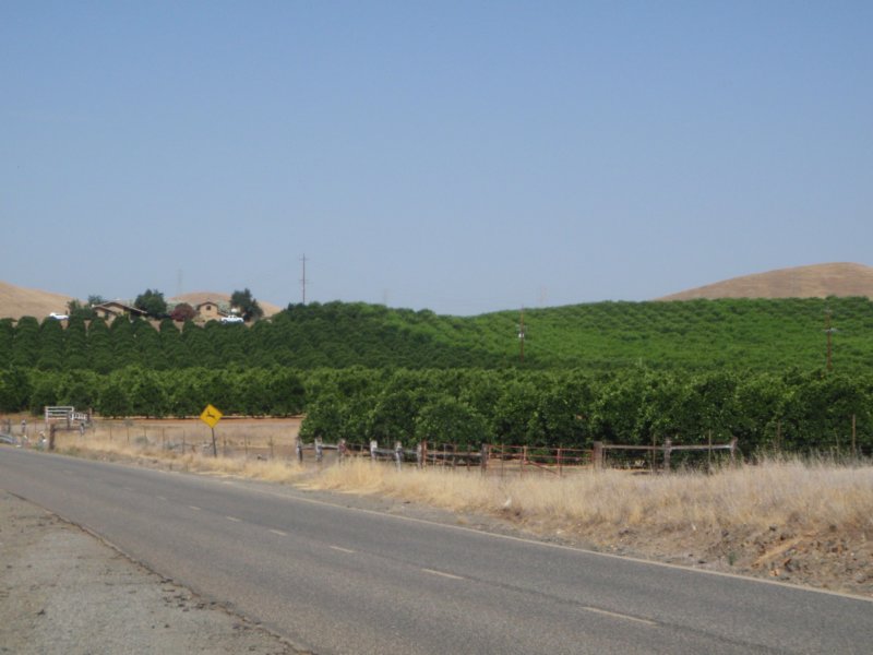 fruitbomen.jpg