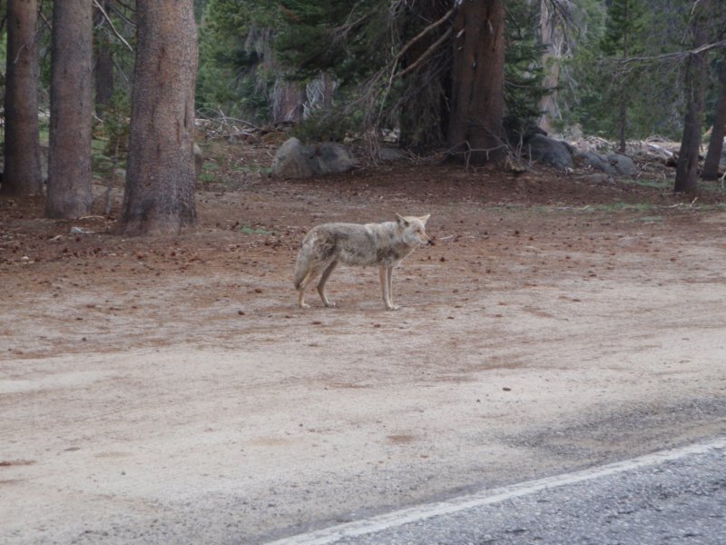 coyoteofeenwolf.jpg