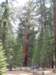 degrizzleygiant_small.jpg