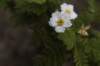 tussedereuzenstaanookkleinebloemen_small.jpg