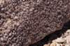 closeup_small.jpg