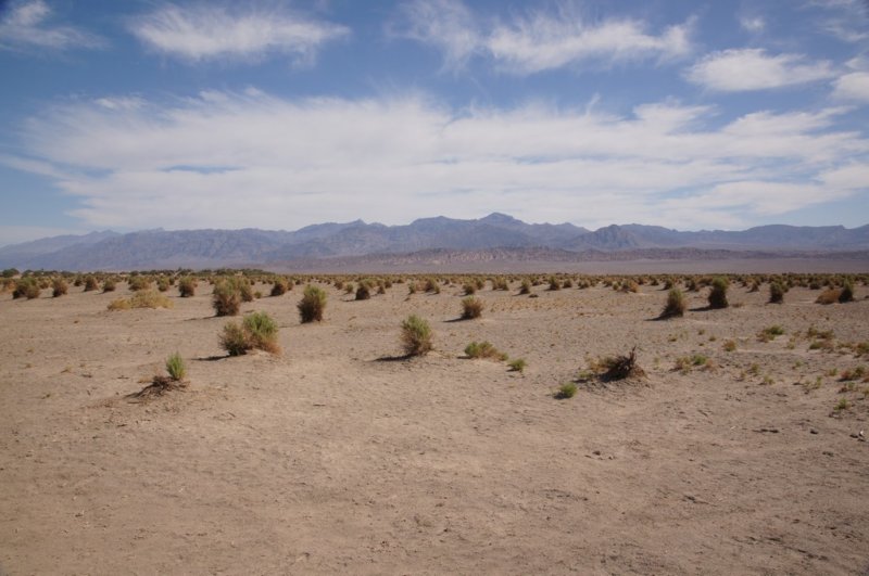 devilscornfield.jpg