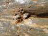mosaiccanyon2_small.jpg