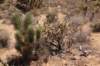 cactusnaasteenyucca_small.jpg