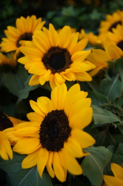 bloemenuitdekassenvanthebellagio.jpg